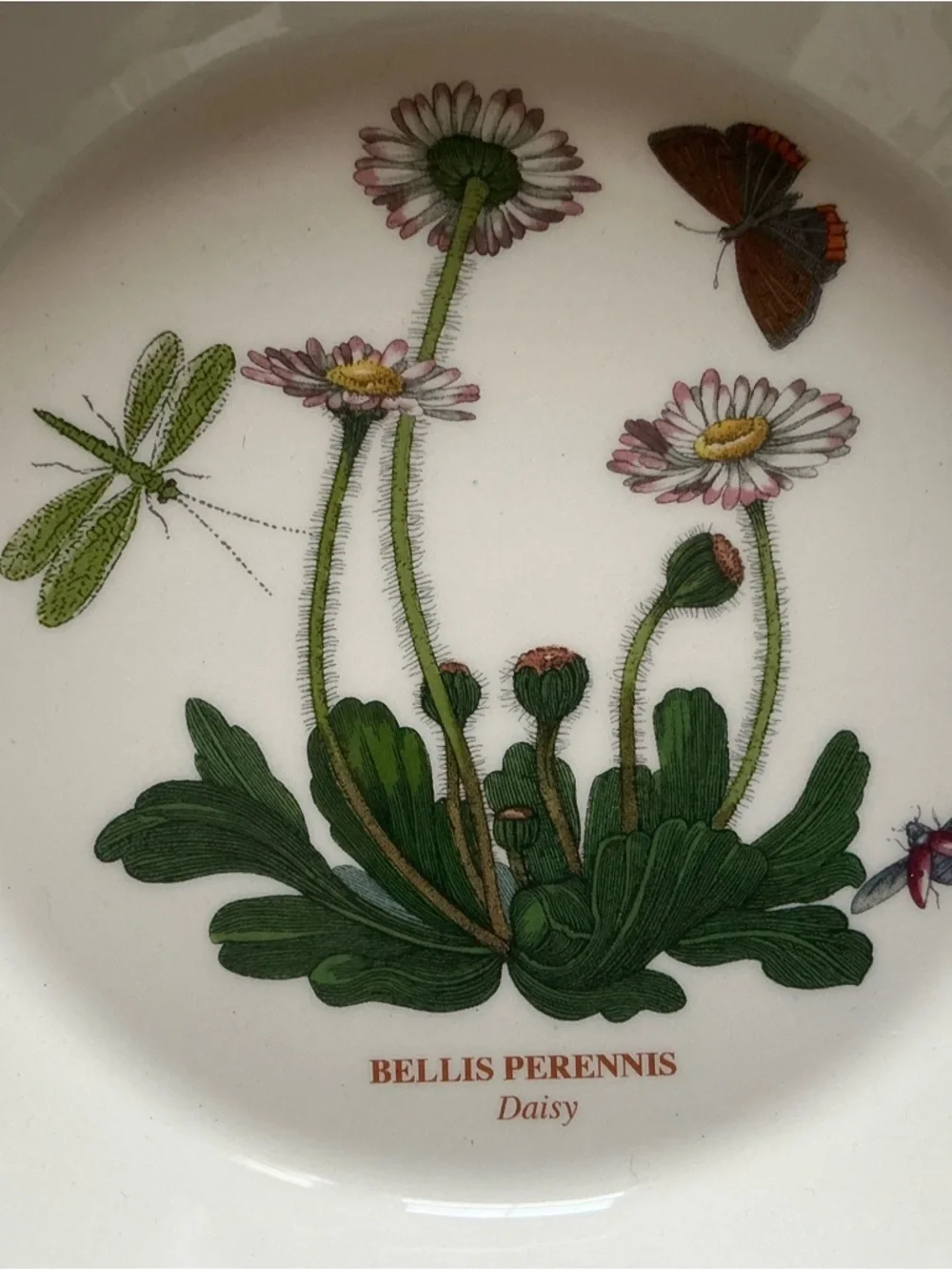 portmeirian botanical garden daisy rim soup/salad plate 8.5 inch